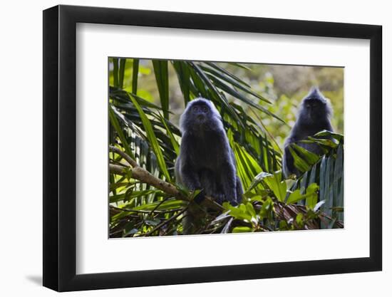 Troupe of Silvery Lutung or Silvered Leaf Monkeys (Trachypithecus Cristatus)-Craig Lovell-Framed Photographic Print
