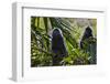 Troupe of Silvery Lutung or Silvered Leaf Monkeys (Trachypithecus Cristatus)-Craig Lovell-Framed Photographic Print