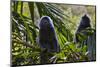 Troupe of Silvery Lutung or Silvered Leaf Monkeys (Trachypithecus Cristatus)-Craig Lovell-Mounted Photographic Print