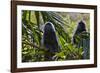 Troupe of Silvery Lutung or Silvered Leaf Monkeys (Trachypithecus Cristatus)-Craig Lovell-Framed Photographic Print