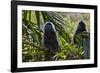 Troupe of Silvery Lutung or Silvered Leaf Monkeys (Trachypithecus Cristatus)-Craig Lovell-Framed Photographic Print