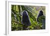 Troupe of Silvery Lutung or Silvered Leaf Monkeys (Trachypithecus Cristatus)-Craig Lovell-Framed Photographic Print