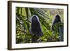 Troupe of Silvery Lutung or Silvered Leaf Monkeys (Trachypithecus Cristatus)-Craig Lovell-Framed Photographic Print