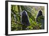 Troupe of Silvery Lutung or Silvered Leaf Monkeys (Trachypithecus Cristatus)-Craig Lovell-Framed Photographic Print