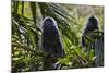 Troupe of Silvery Lutung or Silvered Leaf Monkeys (Trachypithecus Cristatus)-Craig Lovell-Mounted Photographic Print