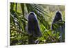 Troupe of Silvery Lutung or Silvered Leaf Monkeys (Trachypithecus Cristatus)-Craig Lovell-Framed Photographic Print