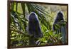 Troupe of Silvery Lutung or Silvered Leaf Monkeys (Trachypithecus Cristatus)-Craig Lovell-Framed Photographic Print