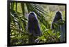 Troupe of Silvery Lutung or Silvered Leaf Monkeys (Trachypithecus Cristatus)-Craig Lovell-Framed Photographic Print