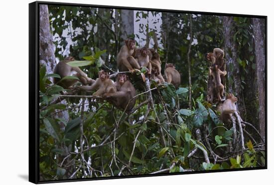 Troupe of Stump-Tailed Macaques (Macaca Arctoices)-Craig Lovell-Framed Stretched Canvas