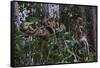 Troupe of Stump-Tailed Macaques (Macaca Arctoices)-Craig Lovell-Framed Stretched Canvas