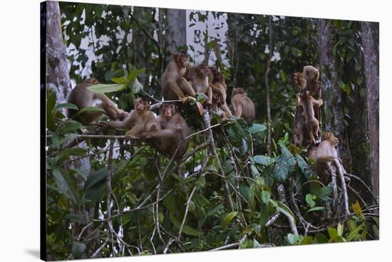 Troupe of Stump-Tailed Macaques (Macaca Arctoices)-Craig Lovell-Stretched Canvas