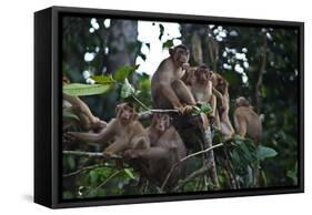 Troupe of Stump-Tailed Macaques (Macaca Arctoices)-Craig Lovell-Framed Stretched Canvas