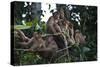 Troupe of Stump-Tailed Macaques (Macaca Arctoices)-Craig Lovell-Stretched Canvas