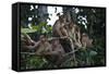 Troupe of Stump-Tailed Macaques (Macaca Arctoices)-Craig Lovell-Framed Stretched Canvas