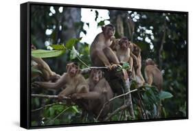Troupe of Stump-Tailed Macaques (Macaca Arctoices)-Craig Lovell-Framed Stretched Canvas