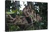 Troupe of Stump-Tailed Macaques (Macaca Arctoices)-Craig Lovell-Stretched Canvas