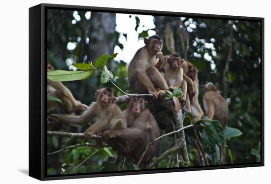 Troupe of Stump-Tailed Macaques (Macaca Arctoices)-Craig Lovell-Framed Stretched Canvas