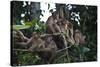 Troupe of Stump-Tailed Macaques (Macaca Arctoices)-Craig Lovell-Stretched Canvas