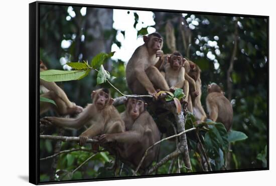 Troupe of Stump-Tailed Macaques (Macaca Arctoices)-Craig Lovell-Framed Stretched Canvas