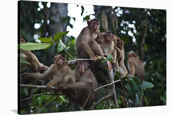 Troupe of Stump-Tailed Macaques (Macaca Arctoices)-Craig Lovell-Stretched Canvas