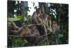 Troupe of Stump-Tailed Macaques (Macaca Arctoices)-Craig Lovell-Stretched Canvas