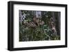 Troupe of Stump-Tailed Macaques (Macaca Arctoices)-Craig Lovell-Framed Premium Photographic Print