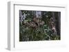 Troupe of Stump-Tailed Macaques (Macaca Arctoices)-Craig Lovell-Framed Premium Photographic Print