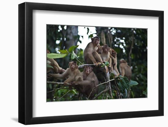 Troupe of Stump-Tailed Macaques (Macaca Arctoices)-Craig Lovell-Framed Premium Photographic Print