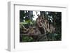 Troupe of Stump-Tailed Macaques (Macaca Arctoices)-Craig Lovell-Framed Premium Photographic Print