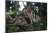 Troupe of Stump-Tailed Macaques (Macaca Arctoices)-Craig Lovell-Mounted Premium Photographic Print