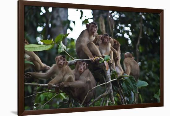 Troupe of Stump-Tailed Macaques (Macaca Arctoices)-Craig Lovell-Framed Photographic Print