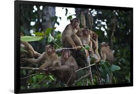 Troupe of Stump-Tailed Macaques (Macaca Arctoices)-Craig Lovell-Framed Photographic Print