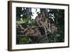 Troupe of Stump-Tailed Macaques (Macaca Arctoices)-Craig Lovell-Framed Photographic Print