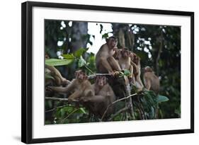 Troupe of Stump-Tailed Macaques (Macaca Arctoices)-Craig Lovell-Framed Photographic Print