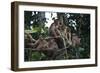 Troupe of Stump-Tailed Macaques (Macaca Arctoices)-Craig Lovell-Framed Photographic Print