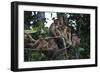 Troupe of Stump-Tailed Macaques (Macaca Arctoices)-Craig Lovell-Framed Photographic Print