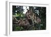 Troupe of Stump-Tailed Macaques (Macaca Arctoices)-Craig Lovell-Framed Photographic Print