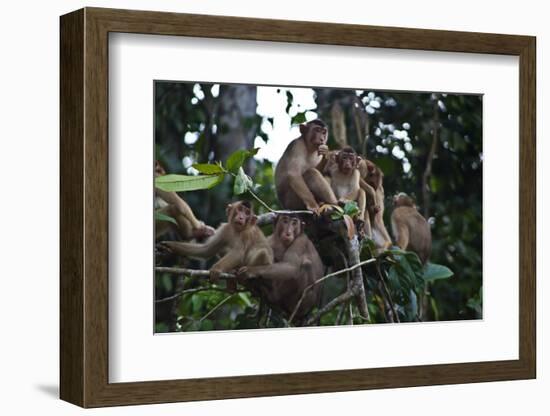 Troupe of Stump-Tailed Macaques (Macaca Arctoices)-Craig Lovell-Framed Photographic Print