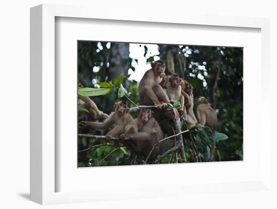 Troupe of Stump-Tailed Macaques (Macaca Arctoices)-Craig Lovell-Framed Photographic Print