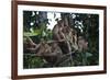 Troupe of Stump-Tailed Macaques (Macaca Arctoices)-Craig Lovell-Framed Photographic Print