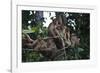 Troupe of Stump-Tailed Macaques (Macaca Arctoices)-Craig Lovell-Framed Photographic Print