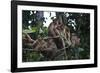 Troupe of Stump-Tailed Macaques (Macaca Arctoices)-Craig Lovell-Framed Photographic Print