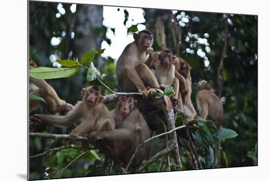 Troupe of Stump-Tailed Macaques (Macaca Arctoices)-Craig Lovell-Mounted Photographic Print