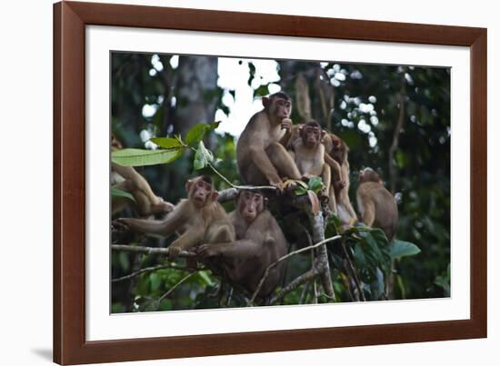 Troupe of Stump-Tailed Macaques (Macaca Arctoices)-Craig Lovell-Framed Photographic Print