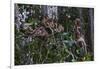 Troupe of Stump-Tailed Macaques (Macaca Arctoices)-Craig Lovell-Framed Photographic Print