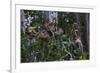 Troupe of Stump-Tailed Macaques (Macaca Arctoices)-Craig Lovell-Framed Photographic Print