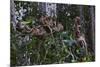 Troupe of Stump-Tailed Macaques (Macaca Arctoices)-Craig Lovell-Mounted Photographic Print