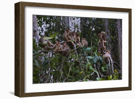 Troupe of Stump-Tailed Macaques (Macaca Arctoices)-Craig Lovell-Framed Photographic Print