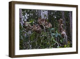 Troupe of Stump-Tailed Macaques (Macaca Arctoices)-Craig Lovell-Framed Photographic Print