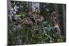 Troupe of Stump-Tailed Macaques (Macaca Arctoices)-Craig Lovell-Mounted Photographic Print